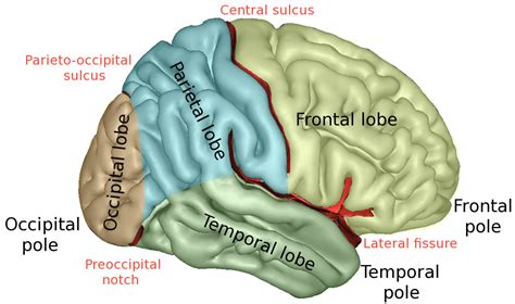 Frontal lobe - Wikipedia