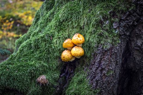 Free Images Tree Nature Forest Branch Leaf Flower Trunk Moss