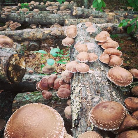 How To Grow Mushrooms Riset