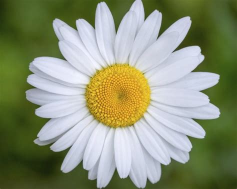 Parts Of A Daisy Flower Hunker
