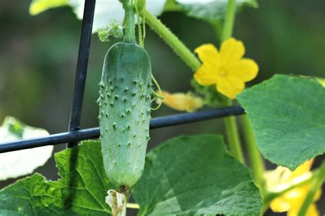 Cucumber Vine On Garden Fence Free Stock Photo Public Domain Pictures