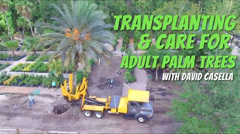 Transplanting And Care Of Adult Palm Trees Youtube