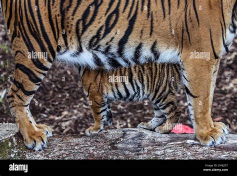 Melati A Rare Sumatran Tiger Mother At London Zoo After Recently