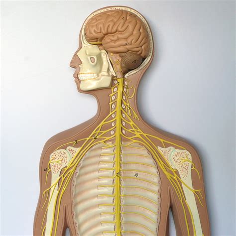 Anatomical Human Nervous System Model Head And Throat Anatomy