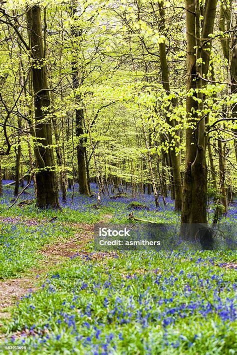 Bluebells In Kings Wood Challock Kent Stock Photo Download Image Now