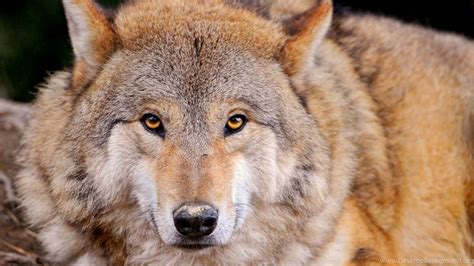 Wolf Wallpapers For Desktop 61 Pictures