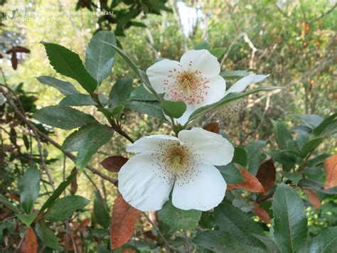 White flowers fit in any landscaping plan. Plant Identification: CLOSED: Oregon coast non-native tree ...