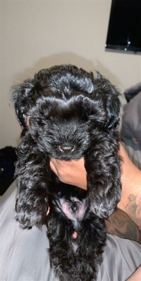 We are a family run business and reputable breeder located in eastern north carolina. YorkiePoo Puppies For Sale | Charlotte, NC #315235