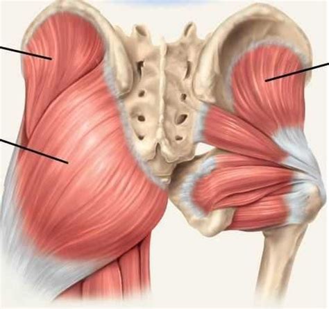 The three muscles originate from the ilium and sacrum and insert on the femur. How to Use a Lacrosse Ball for Hip and Glute Mobility ...