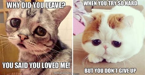 Sad Cat Memes That Are Too Cute For Words Cats My Life Hot Sex Picture