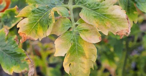 Tomato Leaves Turning Yellow Why Leaves Turn Yellow On Tomatoes