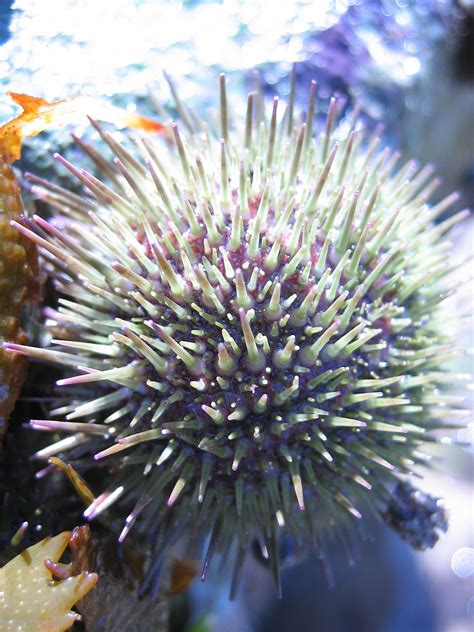 Sea Urchin Wiktionary