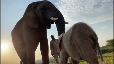 Albino Elephant Calf Khanyisa And Elephant Bull Jabulani Come Together