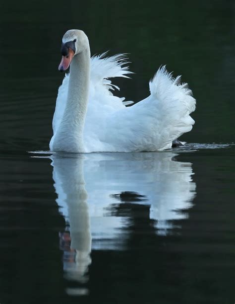 Mute Swan Wildlife
