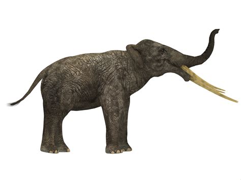 Prehistoric Elephants Pictures And Profiles