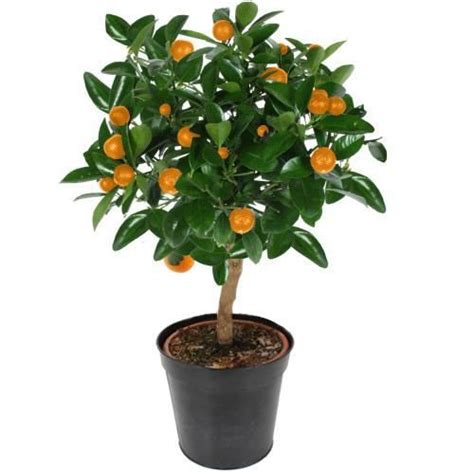 Oranger Tige 60 Cm Citrus Sinensis Achat Vente Plante Poussée
