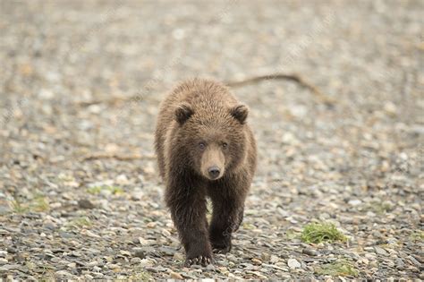 Brown Bear Cub Alaska Usa Stock Image C0200645