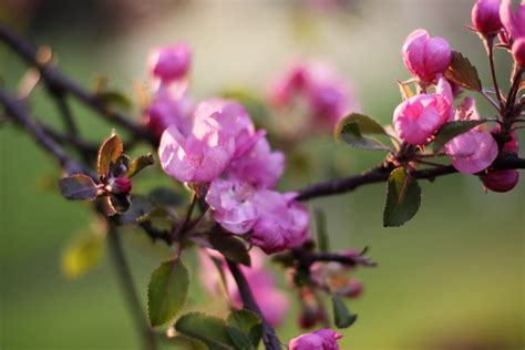 70 Apple Blossom Wallpapers Wallpapersafari