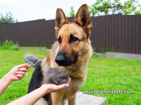 German Shepherd Itchy Skin Treatment At Home