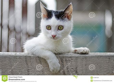 Smelly Cat Stock Image Image Of Desktop Great Landscape 51897531