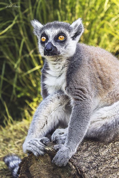 Lemure Catta The Ring Tailed Lemur By Giulia Cibrario On 500px