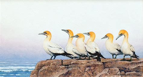 Cape Gannets 2002 Johan Hoekstra Wildlife Art Available Original