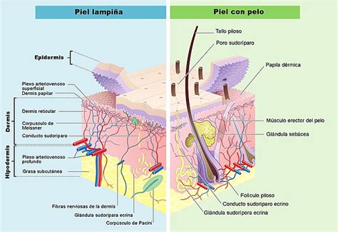 Sistema Tegumentario Qu Es Funcionamiento Partes Enfermedades