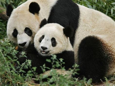 Panda Baby Huge Amazon Deal Meth Labs Near You News