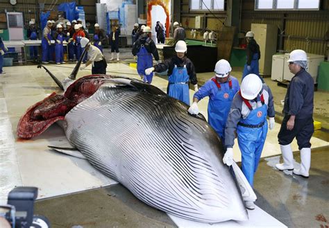 Japanese Whalers Bring Home Their First Commercial Catch In 31 Years