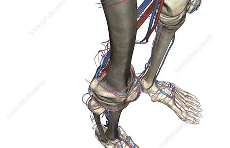 The Blood Vessels Of The Leg Stock Image C0080778 Science Photo
