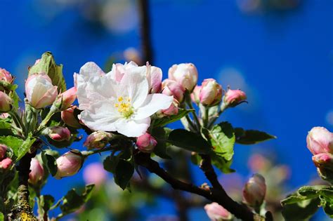 Apple Blossom Tree Branch Free Photo On Pixabay Pixabay