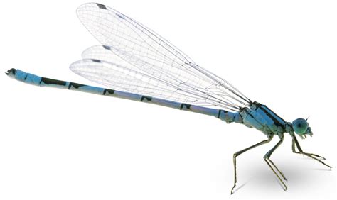 Dragonfly Png Images Transparent Free Download