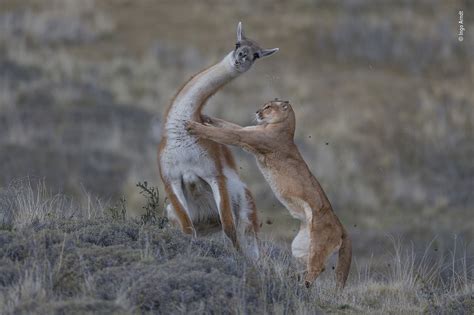 The Equal Match Ingo Arndt Behaviour Mammals Wildlife