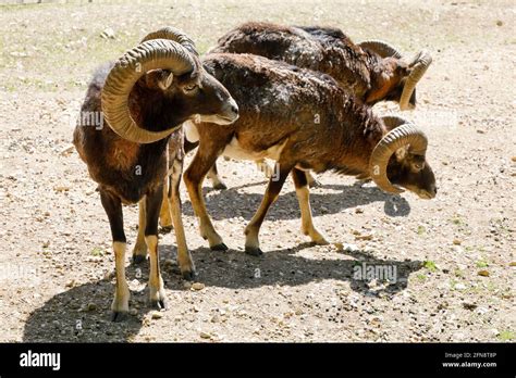 Ovis Gmelini Musimon Mouflon Stock Photo Alamy