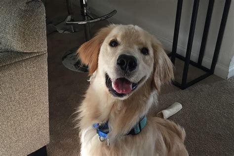6 Month Old Golden Retriever Puppy Behavior Dog Breed Information