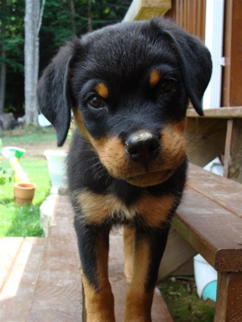 My Precious Baby Girl Rottweiler Lovers Rottweiler Puppies Puppies