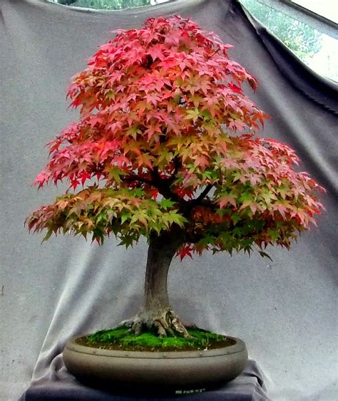 Bonsai Japanese Red Maple Everything You Need To Know About Its Care