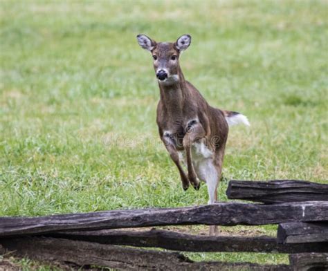 Whitetail Deer Jumping Stock Image Image Of Escaping 2401953