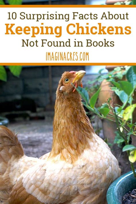 The ultimate beginners guide to choosing a breed, chicken coop discover the basics to tiny houses, backyard chickens, homesteading, and mini farming all in one book. 10 Surprising Facts About Keeping Chickens Not Found in ...