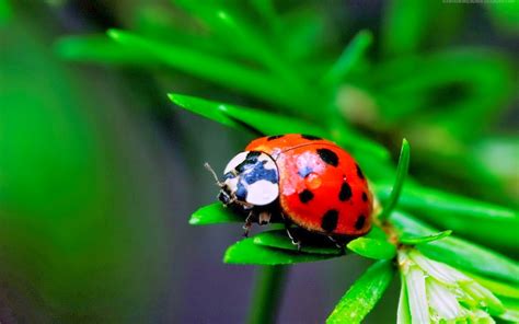 Beautiful Ladybugs Macro Wallpapers