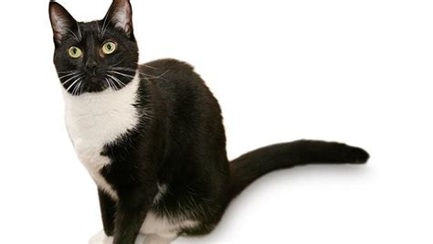 Cat Facts Fun Trivia About Tuxedo Cats With Tuxie Tude