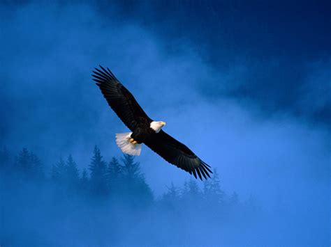 Flight Of Freedom Bald Eagle Wallpapers Hd Wallpapers Id 4920