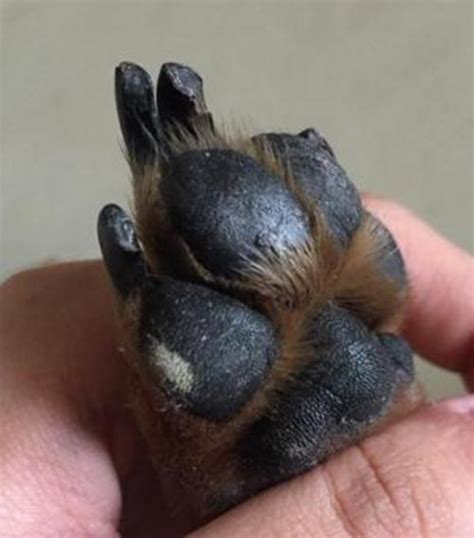 Dachshund White Spots In Paw Pads