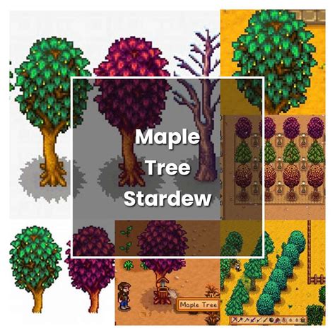 How To Grow Maple Tree Stardew Valley Plant Care Tips NorwichGardener