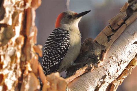 The 7 Types Of Woodpeckers In Ohio Pictures And Facts Wildlife Informer