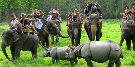 Kaziranga National Park Safari Timing How To Reach Best Time To Visit