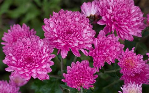 Flowers Chrysanthemum Pink Flower Hd Wallpaper Peakpx