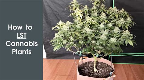 Learn How To Get Massive Yields With The Lst Method 10buds