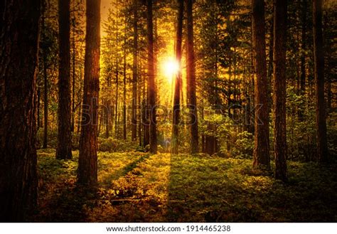 Beautiful Natural Forest Dawn Background Stock Photo Edit Now 1914465238