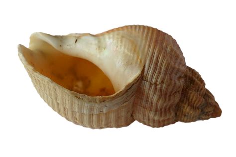 Seashell Png Transparent Image Download Size 640x426px